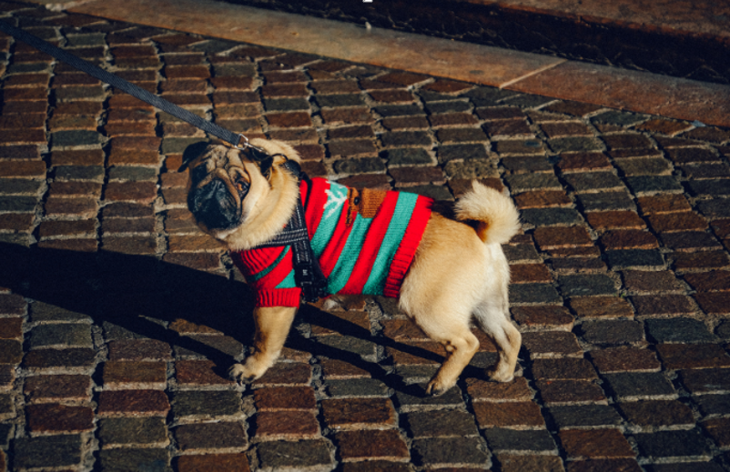 How Collagen Helps Dogs with Joint Pain