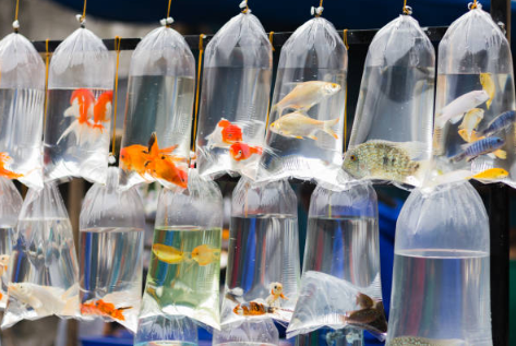 Durable Fish Bags for Safe and Convenient Transport