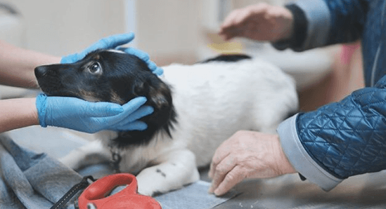 Why 24 Hour Vet Services Are Essential for Emergency Pet Care